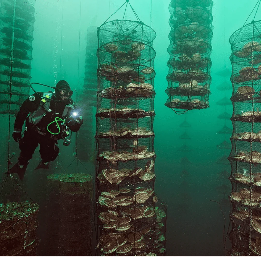 Scallop Meat - Image 4