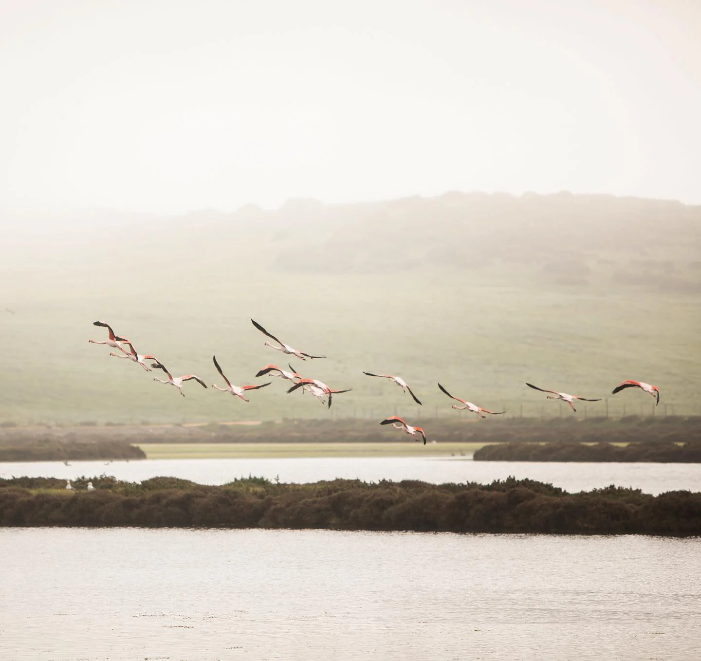 Bream - Image 3