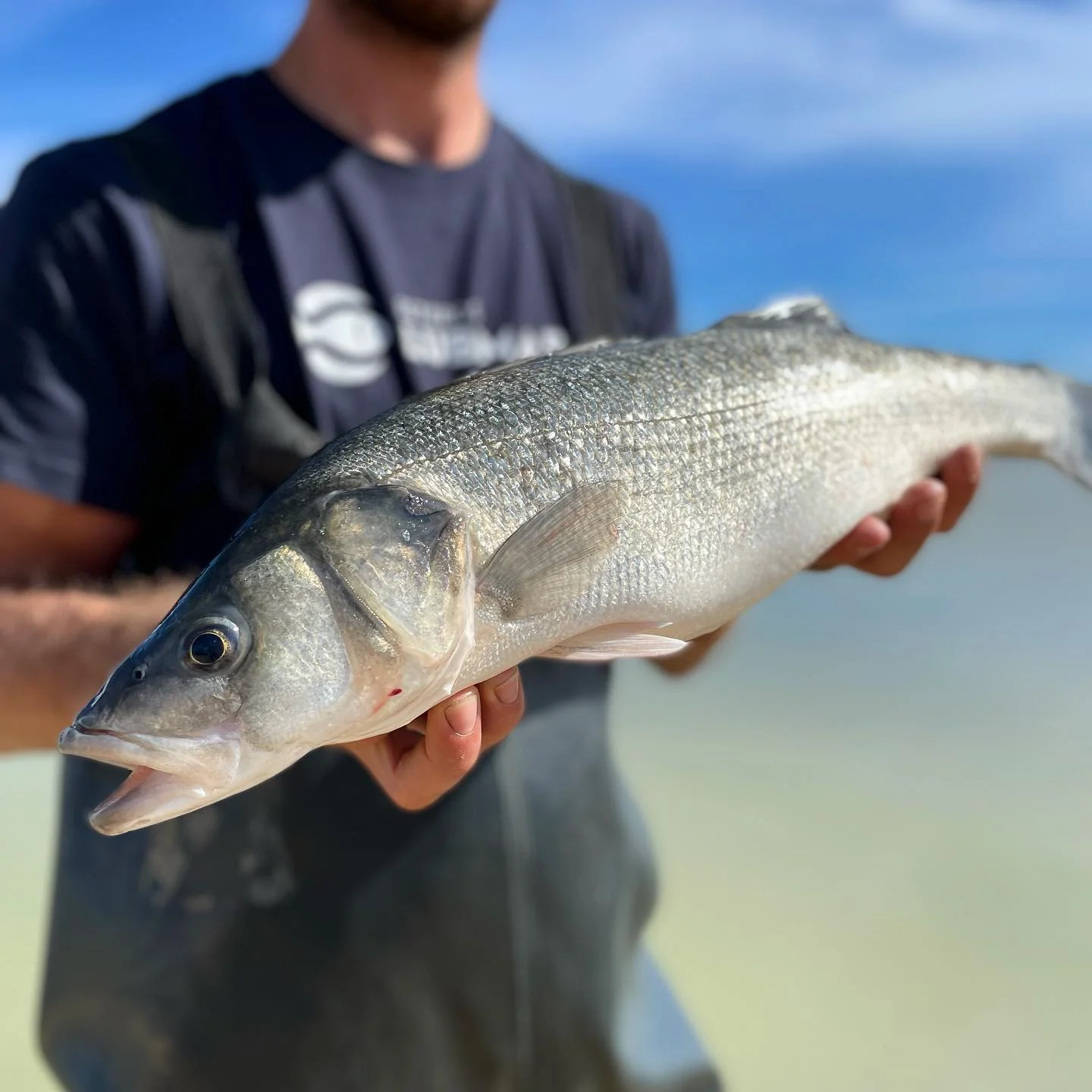 Esteros Lubimar, Branzino - Image 5
