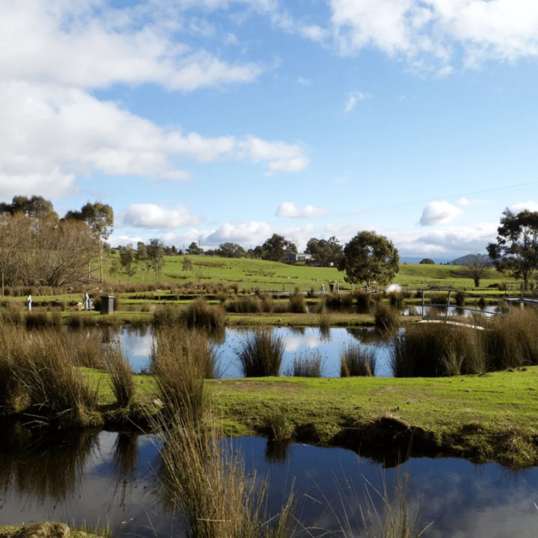 Yarra Valley, First Harvest Salmon Caviar - Image 3