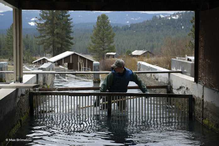 McFarland Springs, Trout Dogs - Image 4
