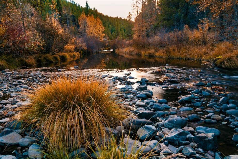 McFarland Springs, Trout Dogs - Image 6