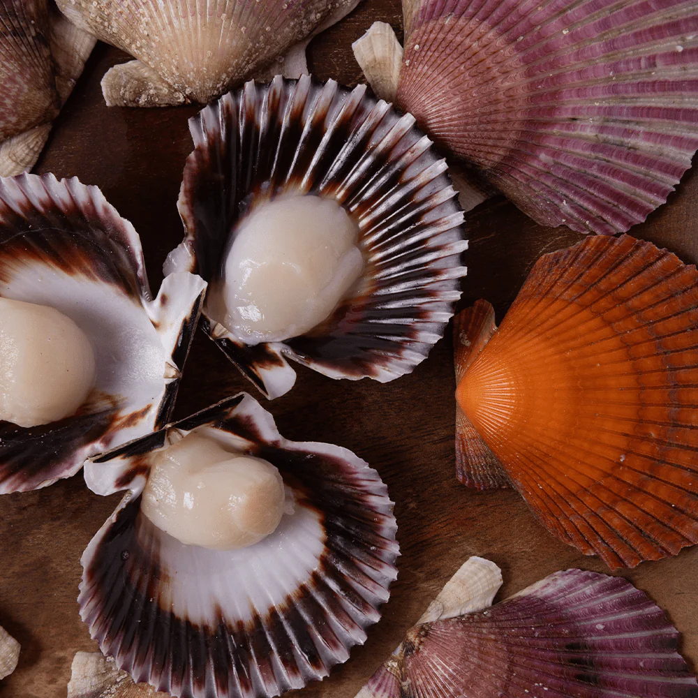 SeaCorp, Peruvian Half-Shell Scallops - Image 2