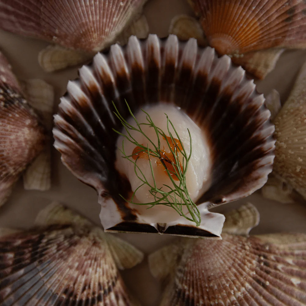 SeaCorp, Peruvian Half-Shell Scallops - Image 5