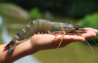 Mangrove Black Tiger Shrimp - Image 6